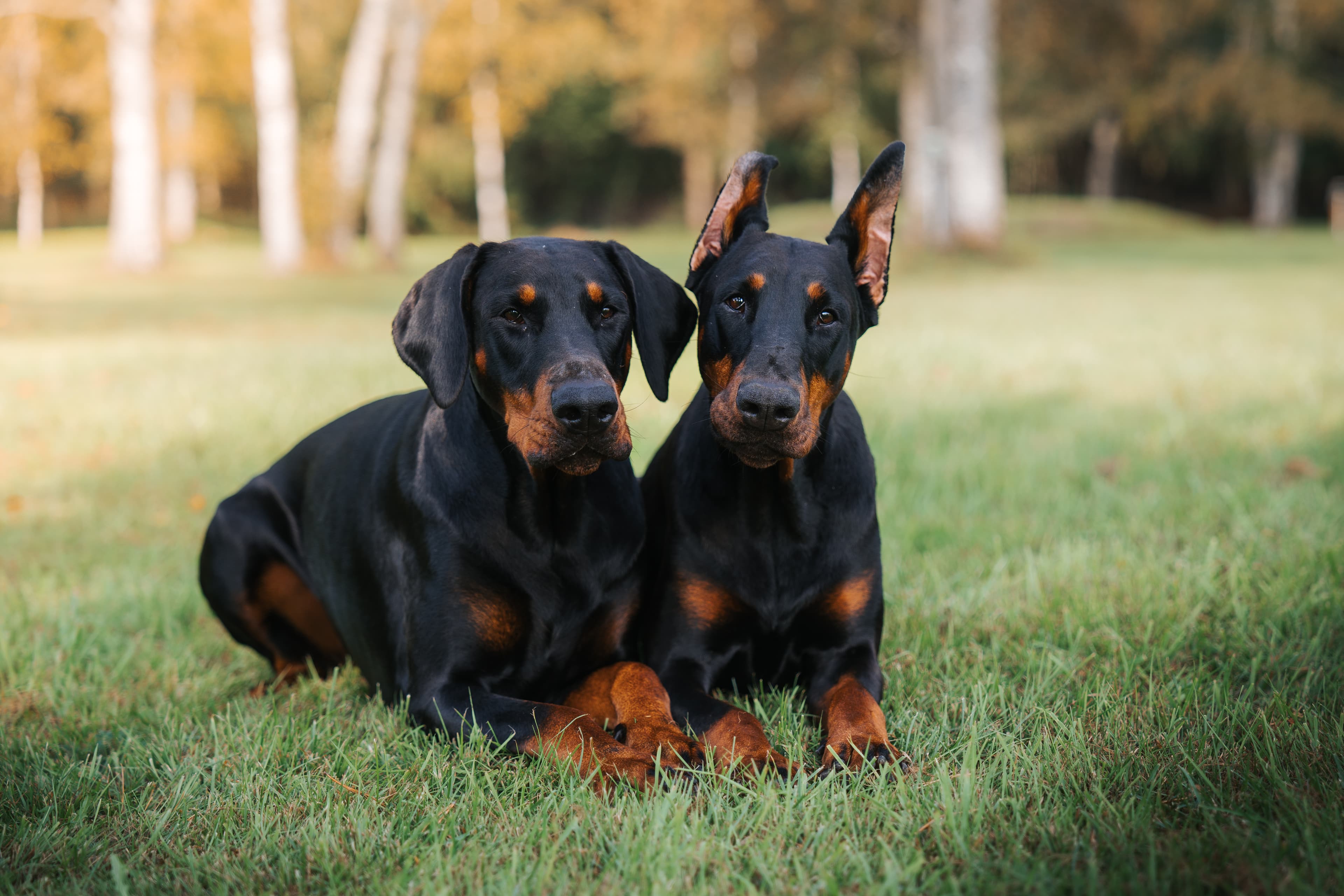 The Dobermann
