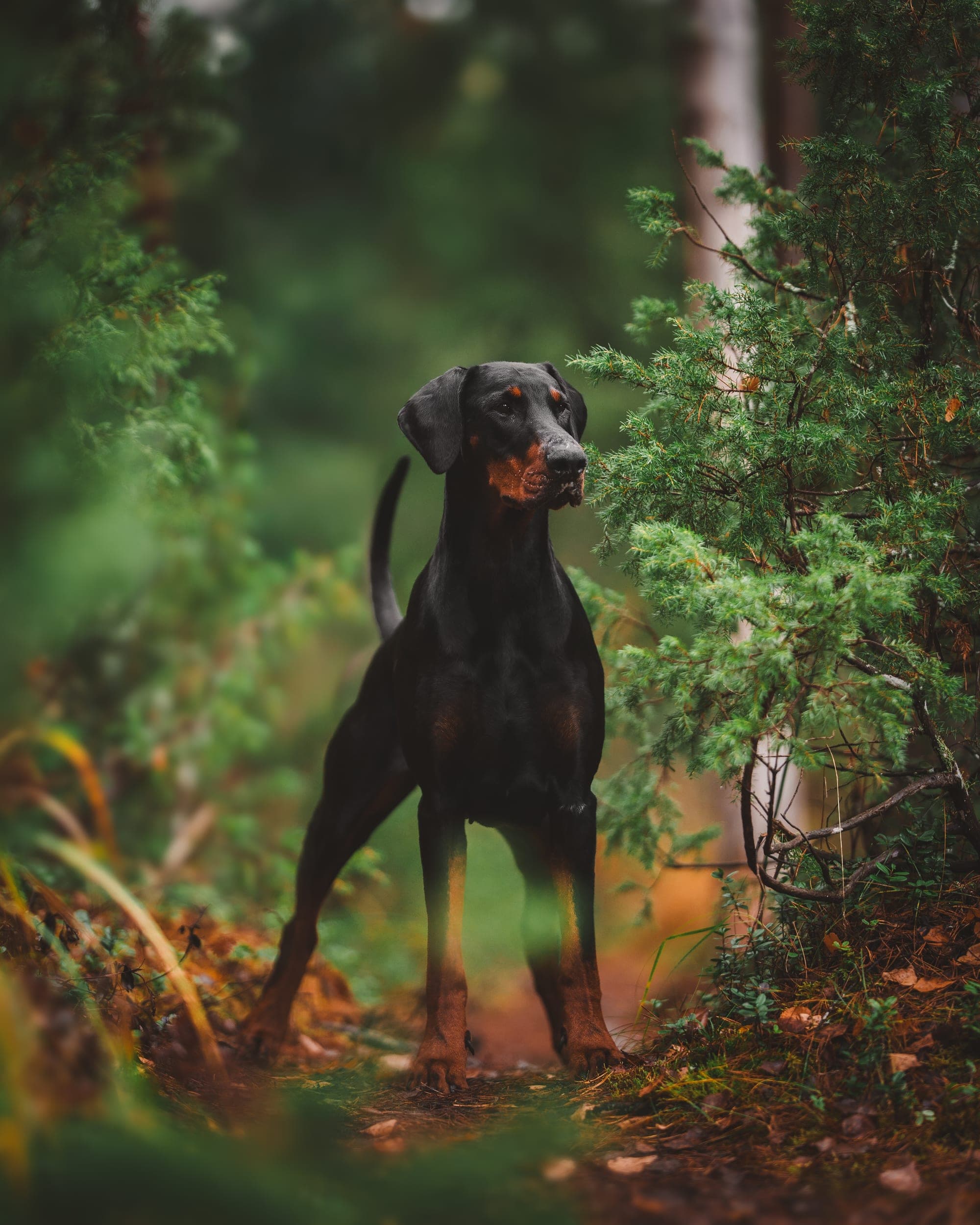 Freya – Dobermann female, photo 1