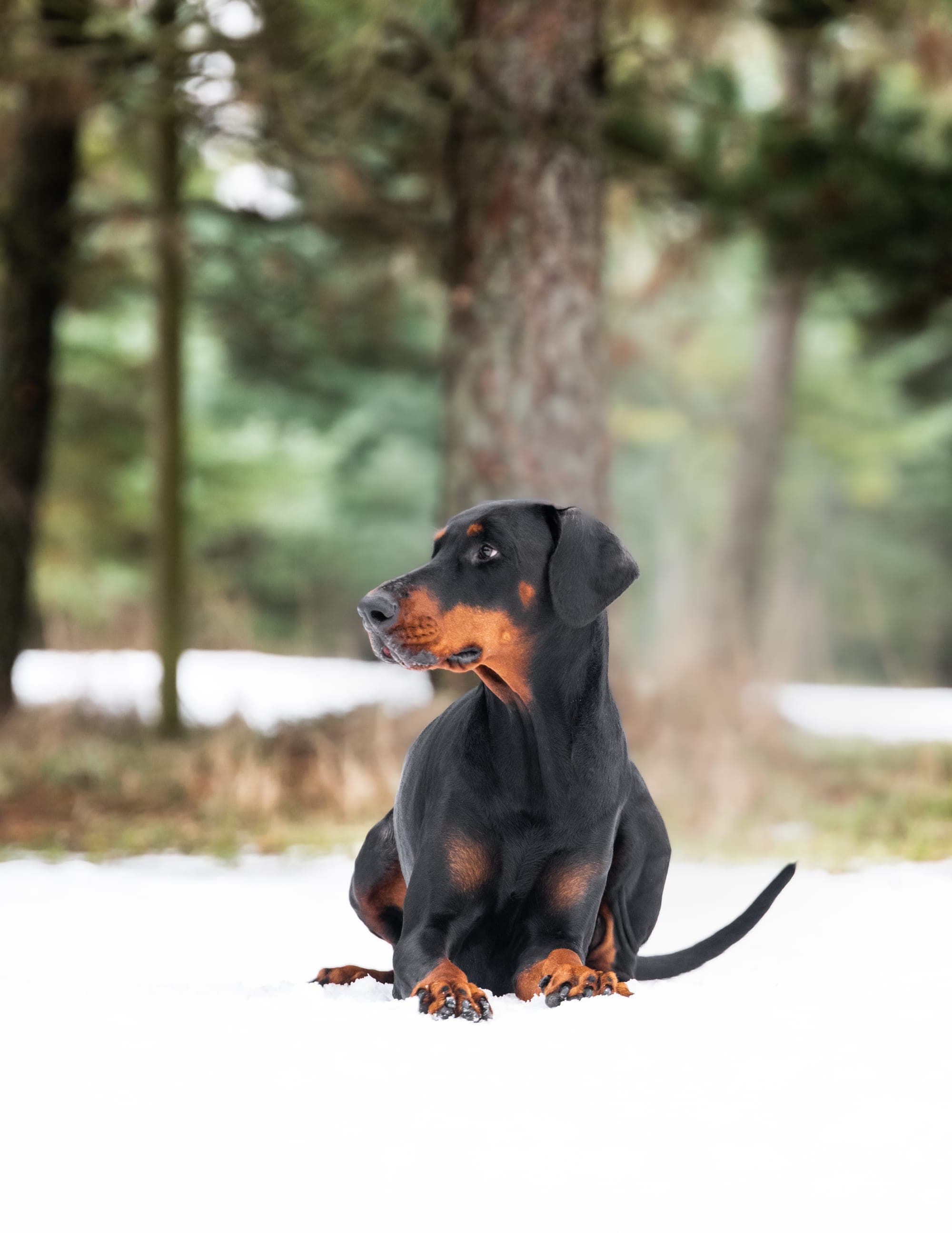 Freya – Dobermann female, photo 11