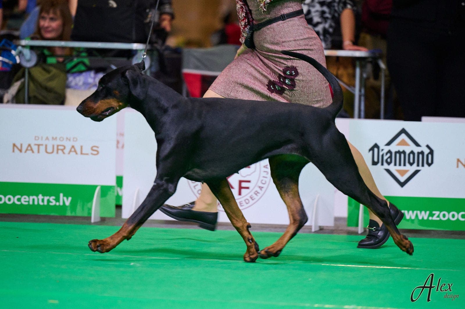 Freya – Dobermann female, photo 12