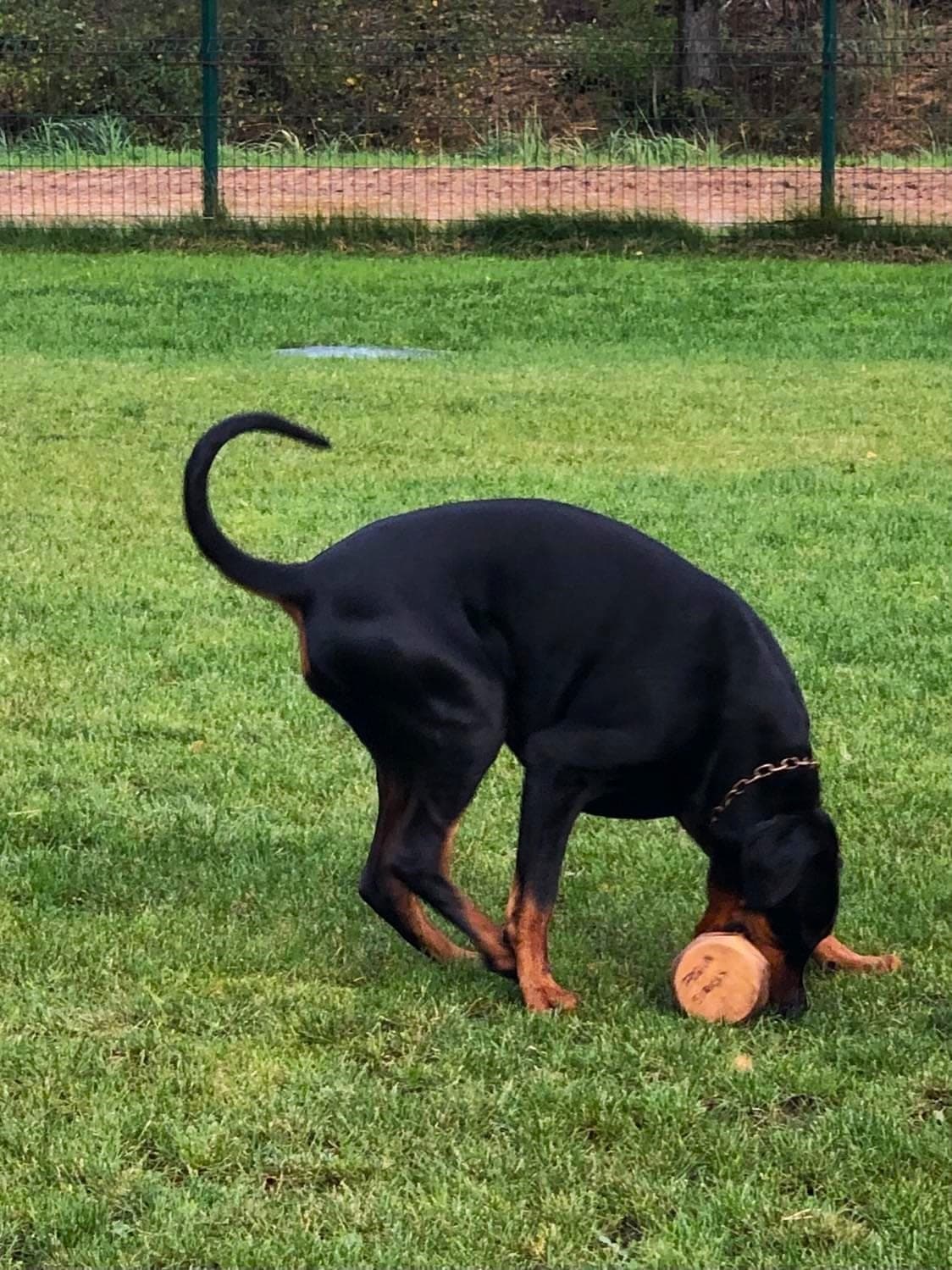 Freya – Dobermann female, photo 15