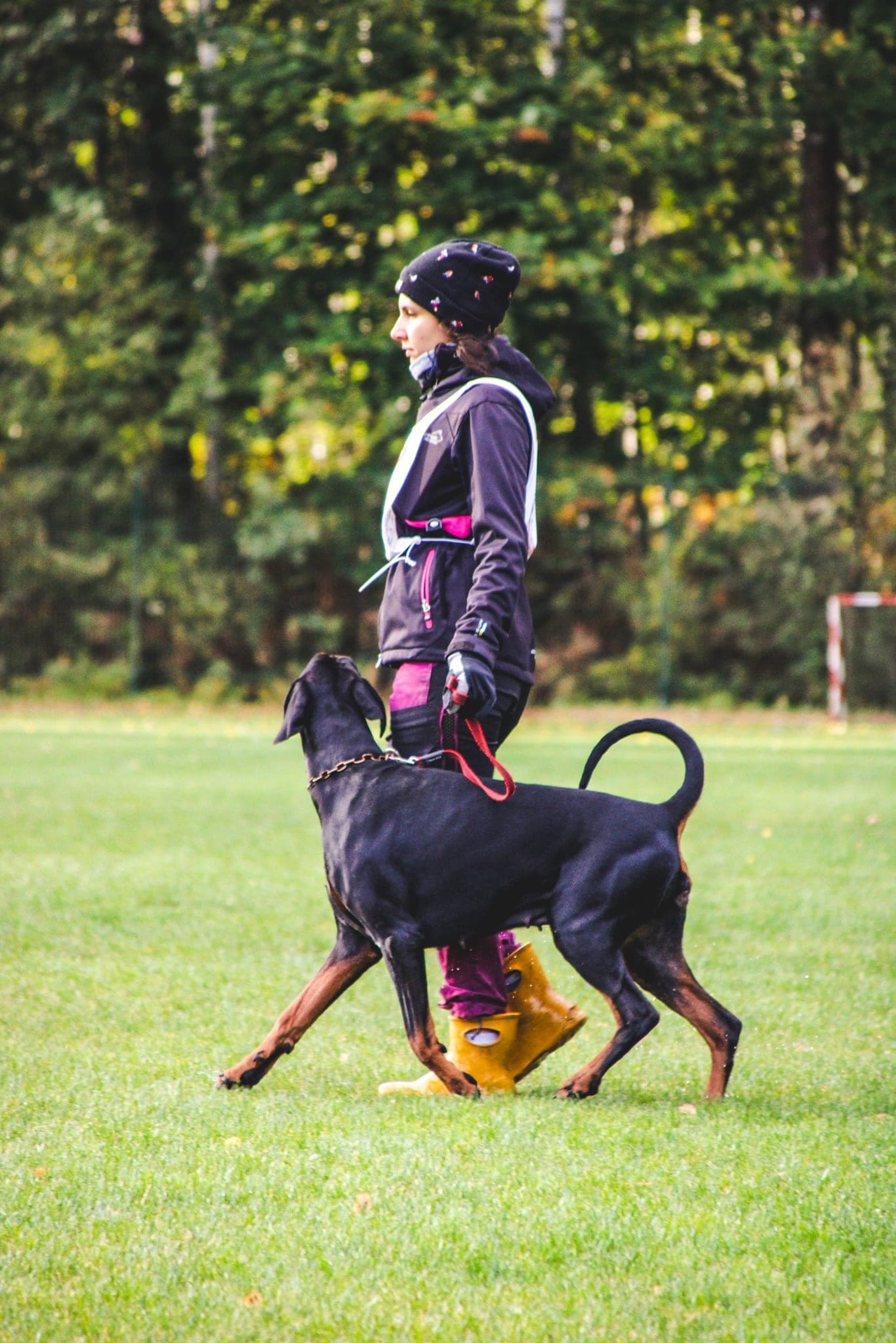 Freya – Dobermann female, photo 16
