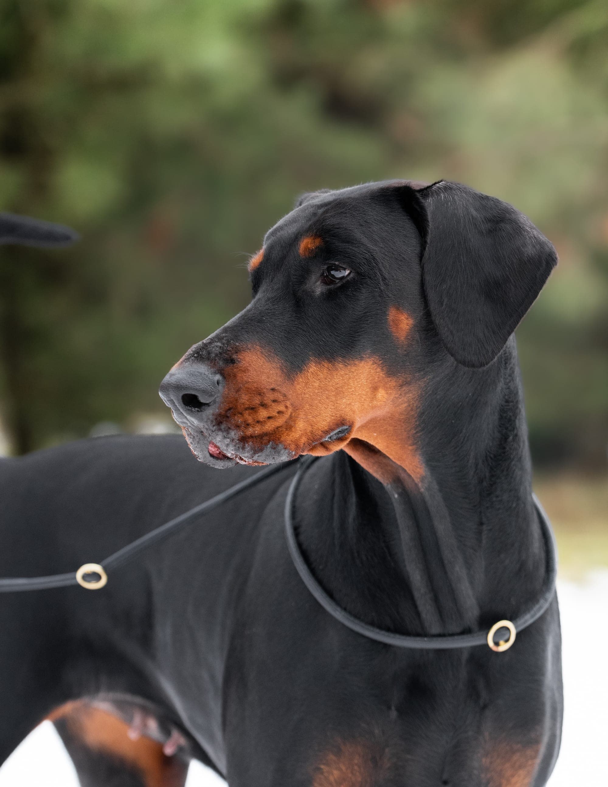 Freya – Dobermann female, photo 2