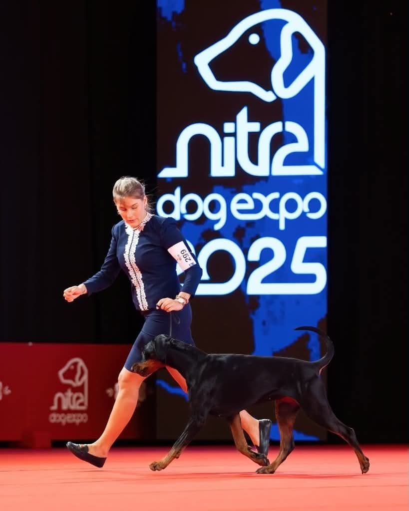 Freya – Dobermann female, photo 20