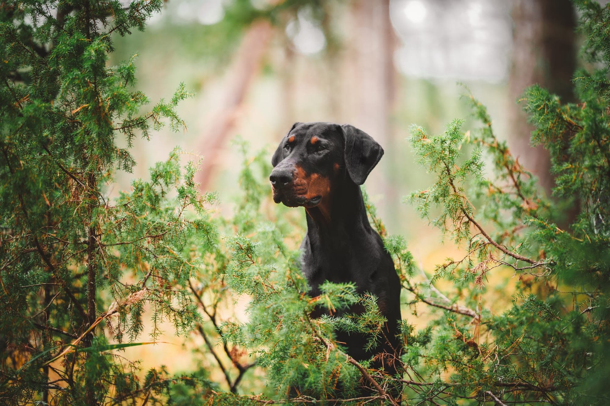 Freya – Dobermann female, photo 3