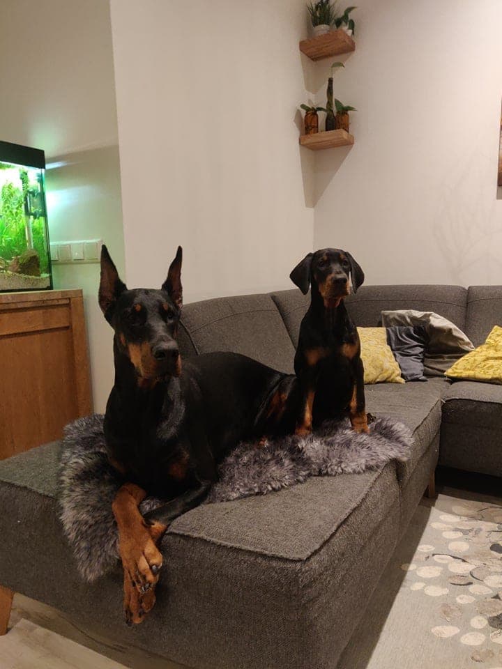 Freya – Dobermann female, photo 7