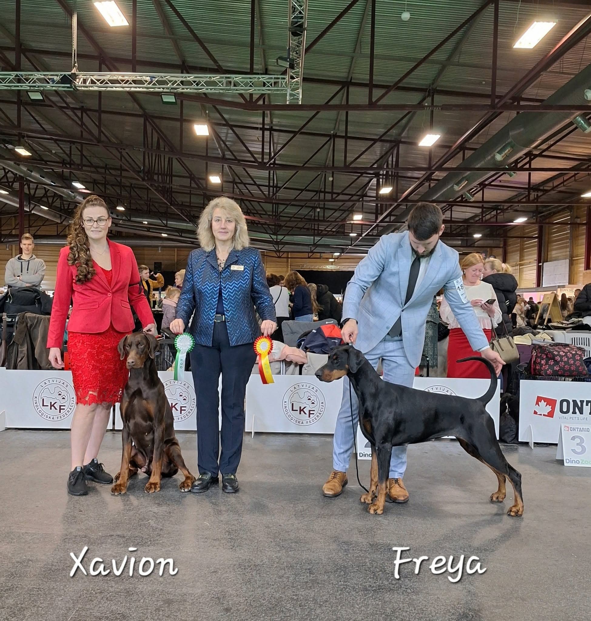 Freya – Dobermann female, photo 8