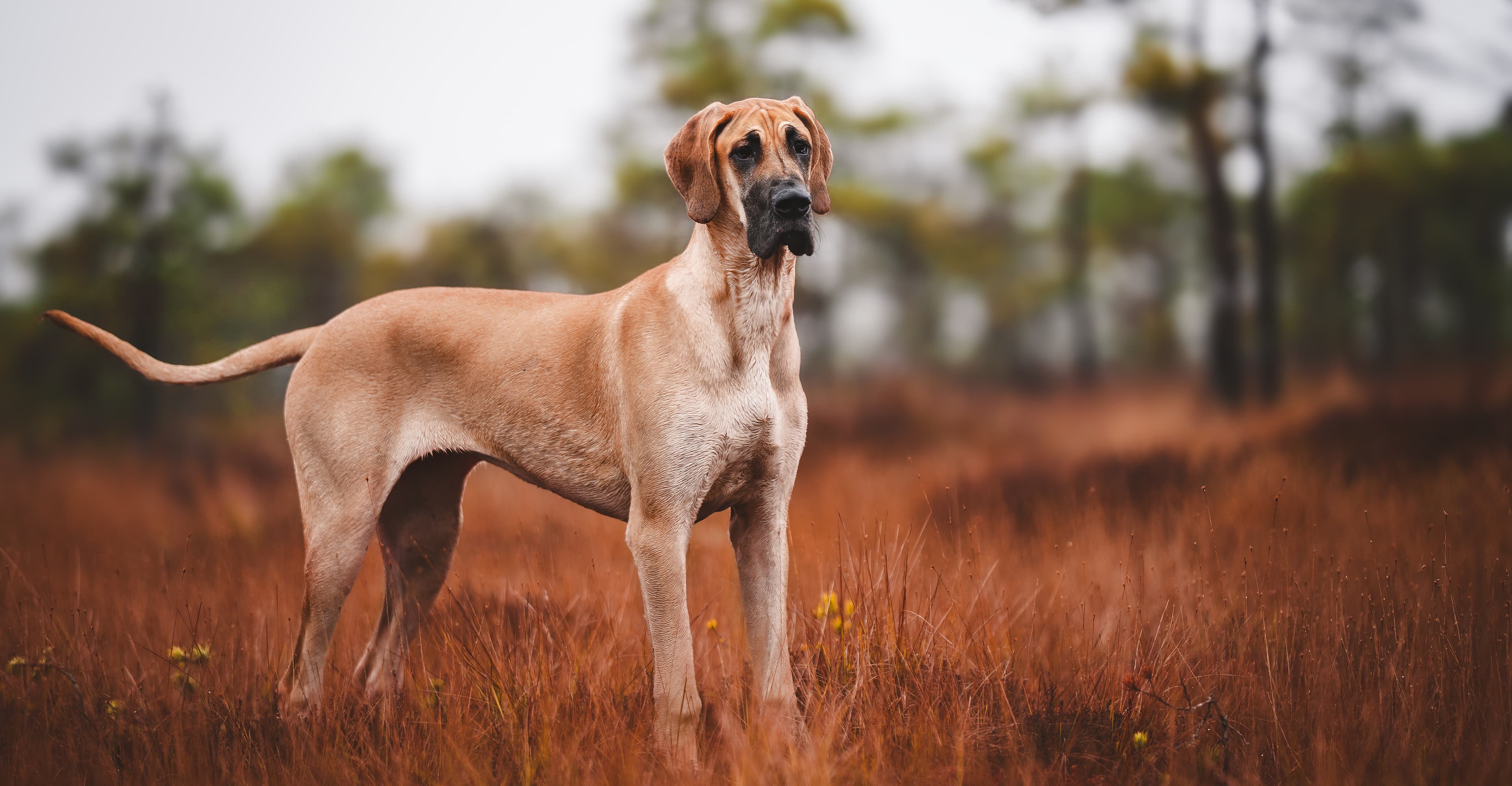 The Great Dane