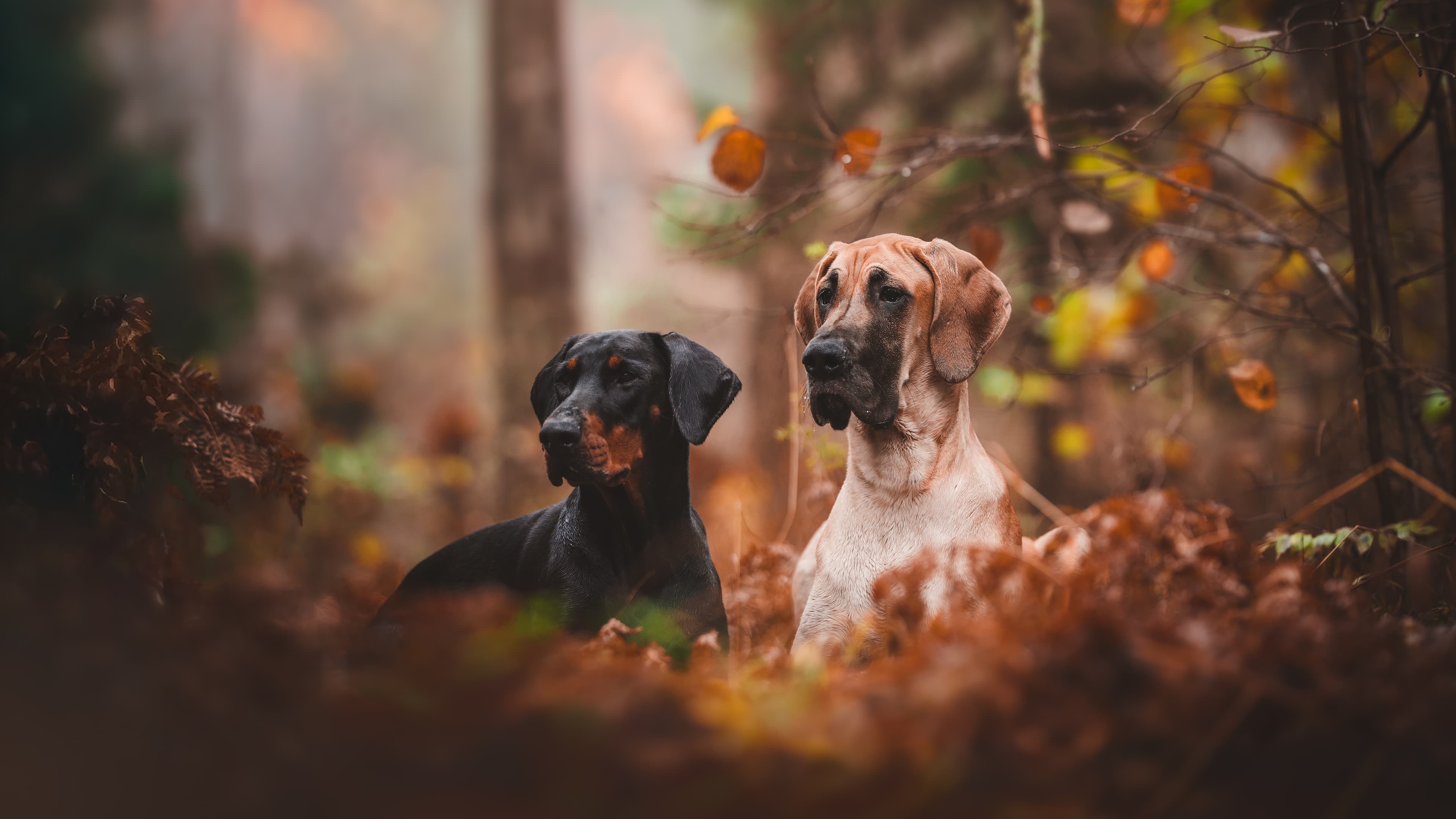 Our dogs