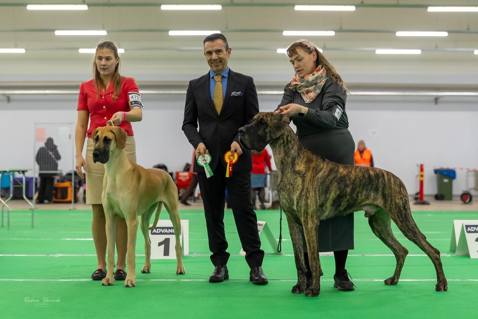 Sahara – champion Great Dane, photo 1