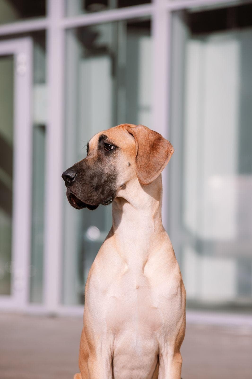 Sahara – champion Great Dane, photo 2