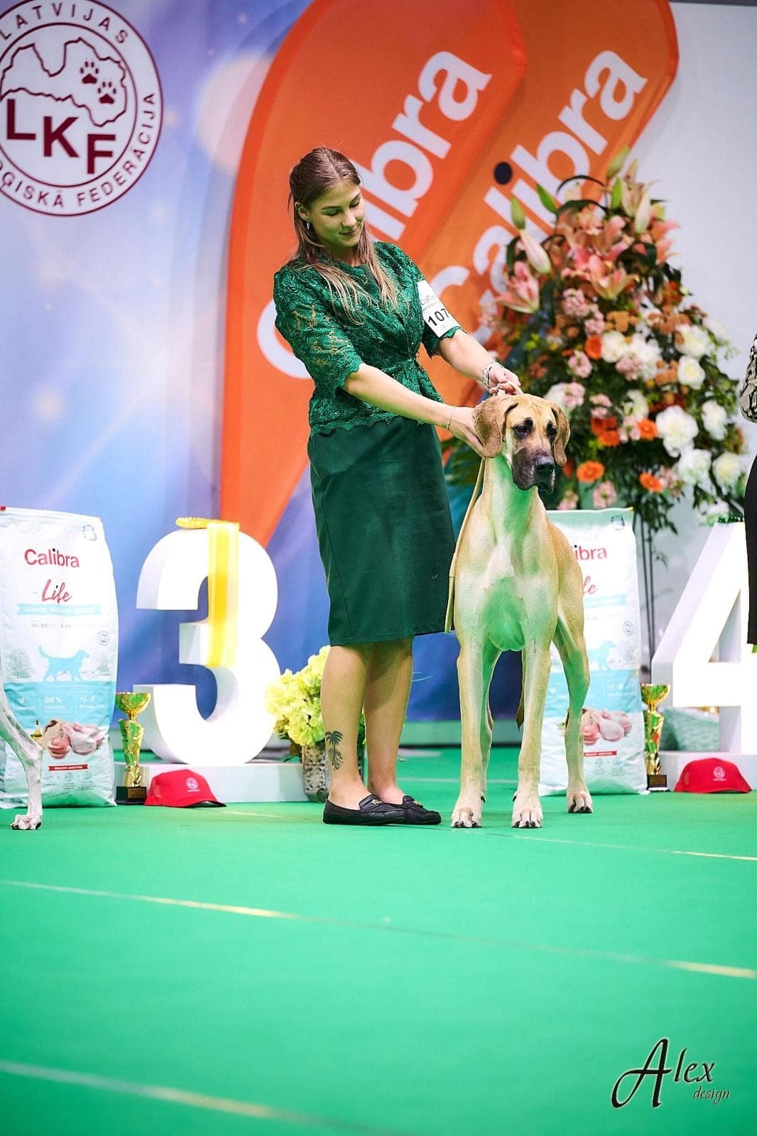 Sahara – champion Great Dane, photo 3