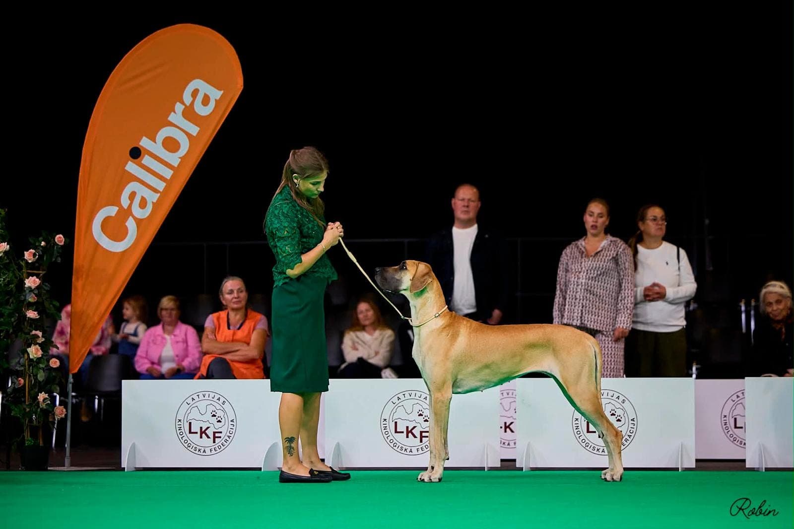 Sahara – champion Great Dane, photo 4