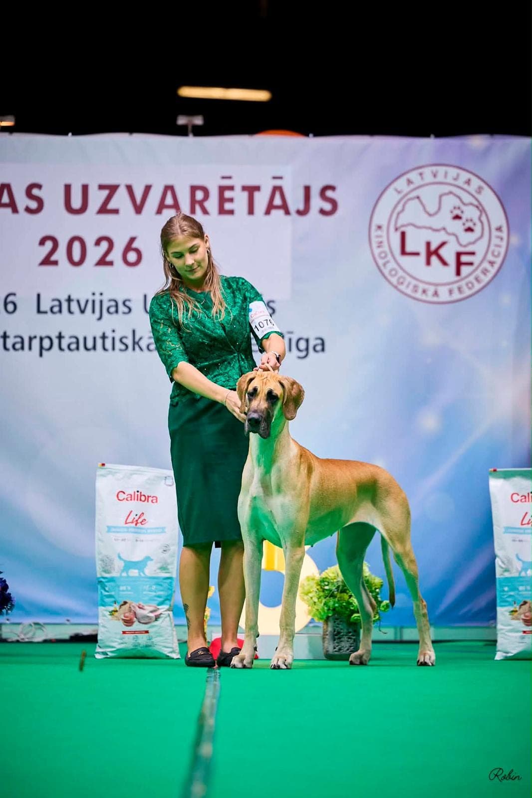 Sahara – champion Great Dane, photo 5