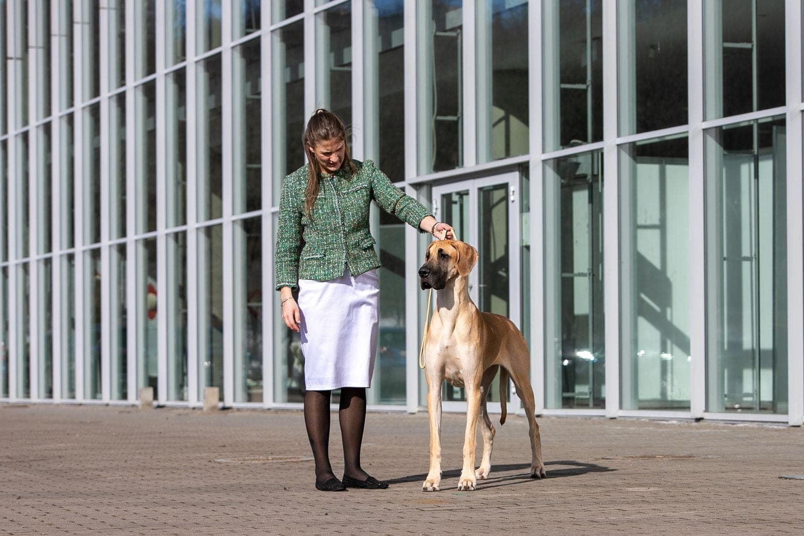 Sahara – champion Great Dane, photo 6