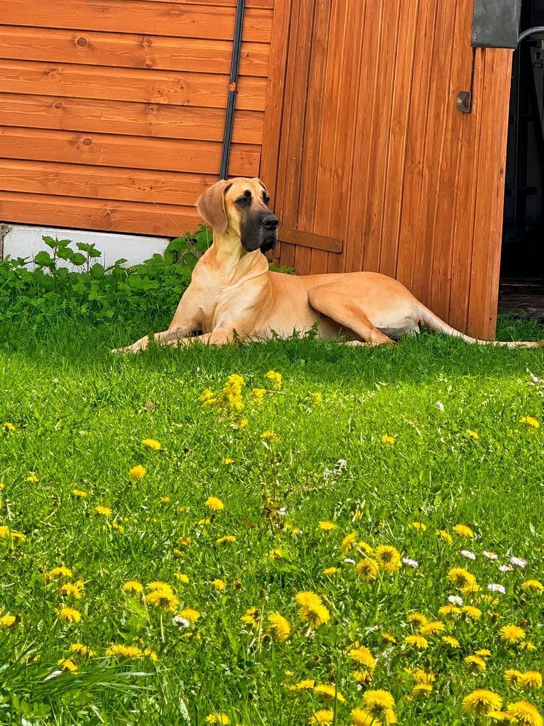 Sahara – champion Great Dane, photo 7