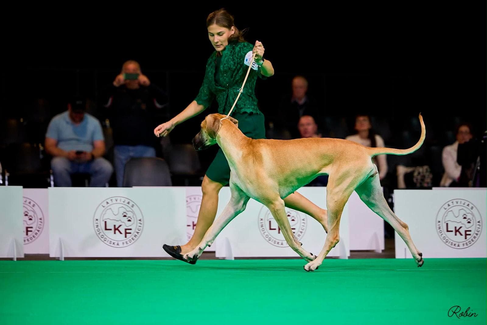 Sahara – champion Great Dane, photo 8
