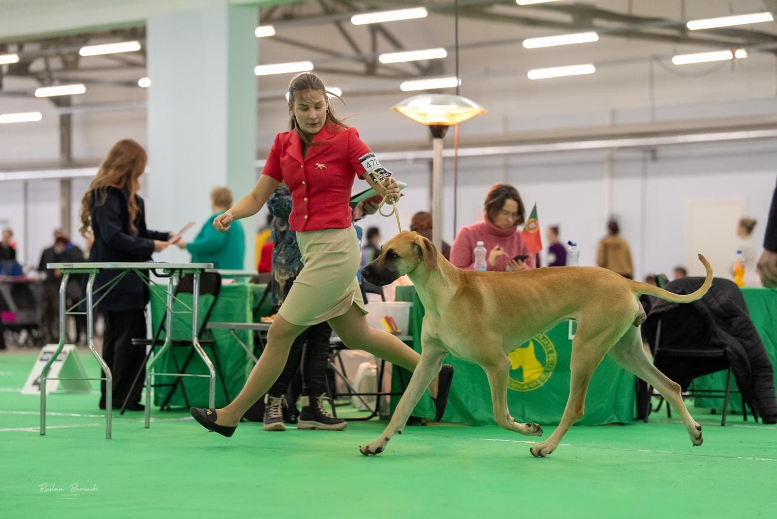 Sahara – champion Great Dane, photo 9