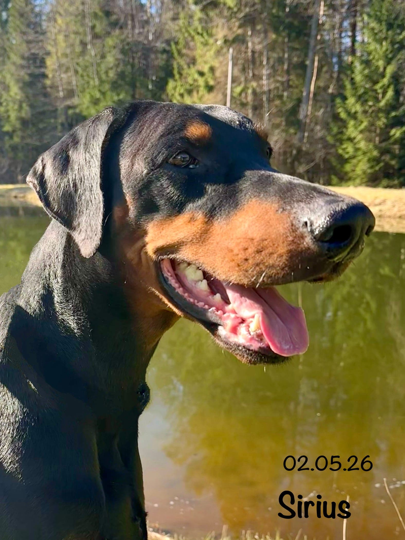 Sirius – Dobermann male