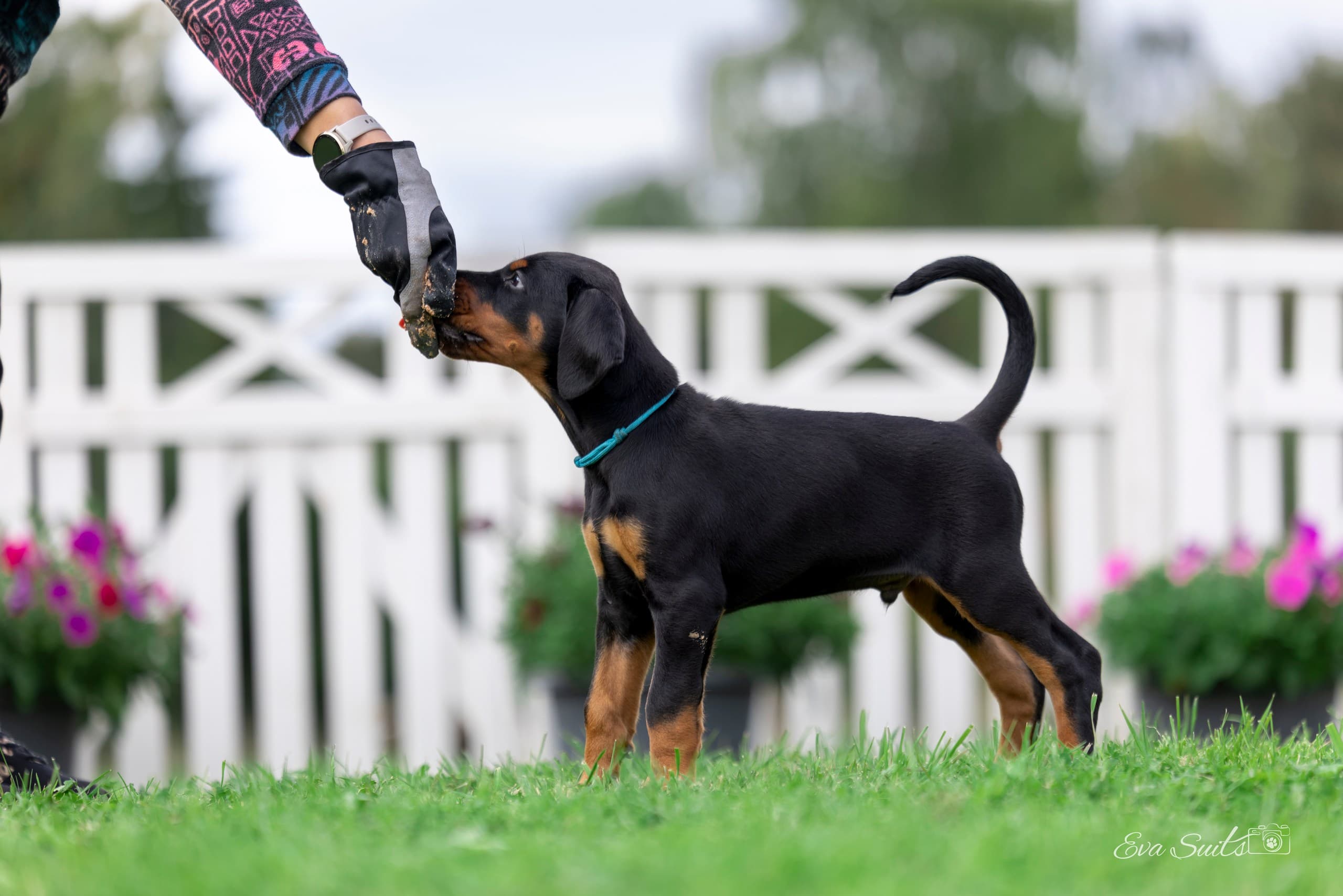 Allegro A Priori – Dobermann puppy