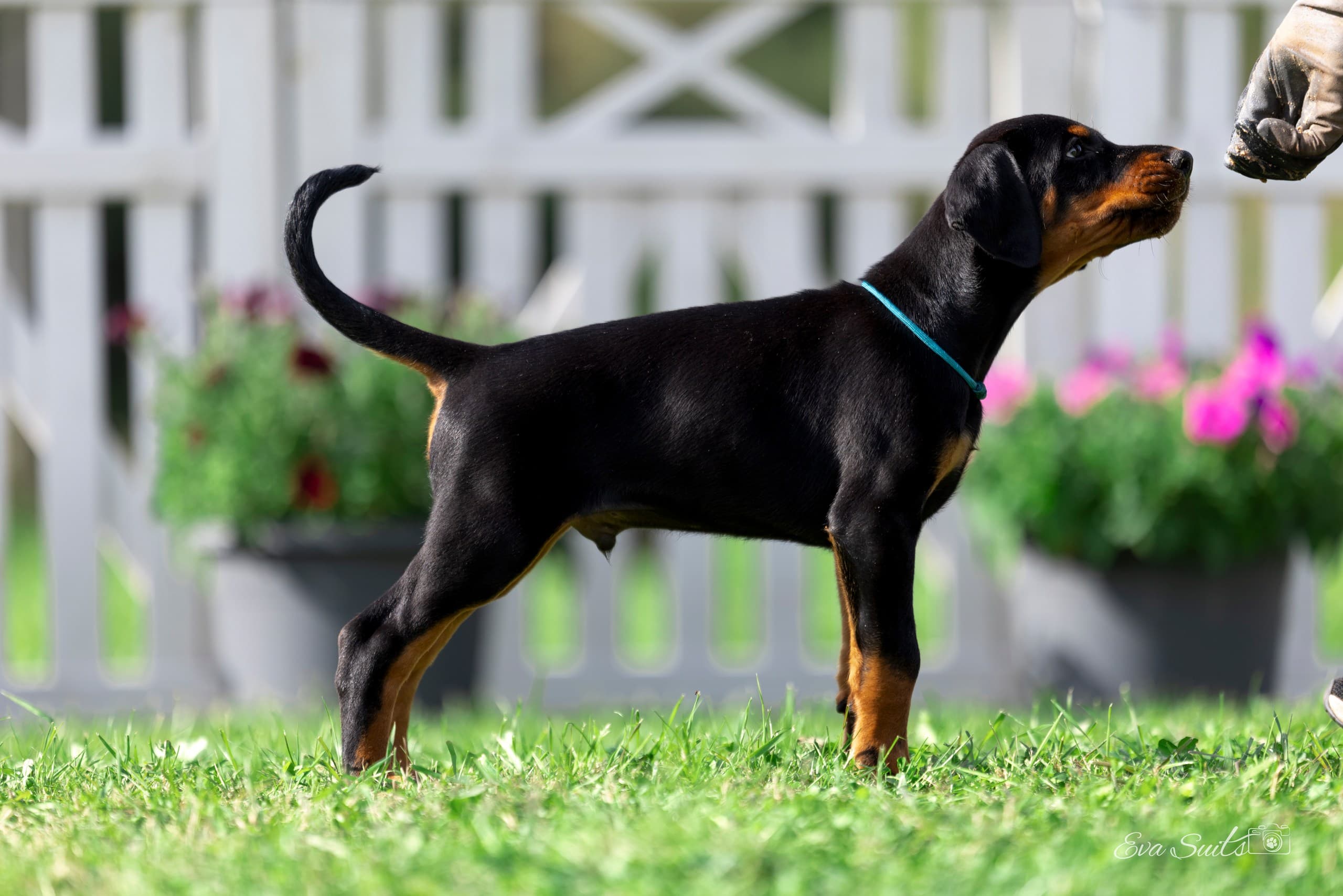 Allegro A Priori – Dobermann puppy