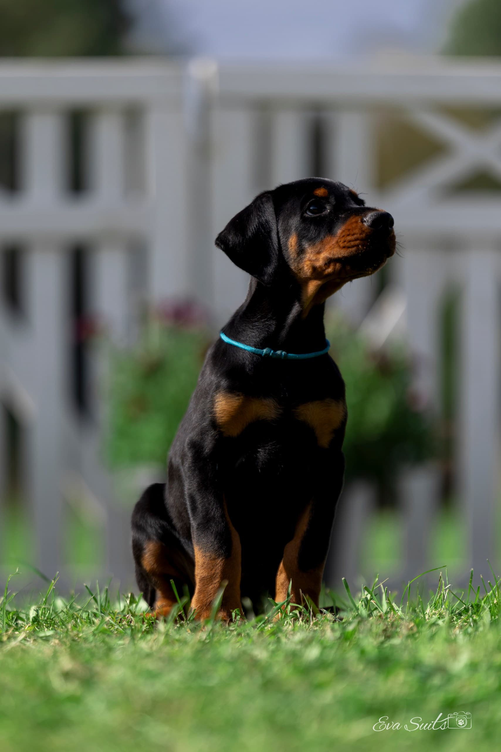 Allegro A Priori – Dobermann puppy
