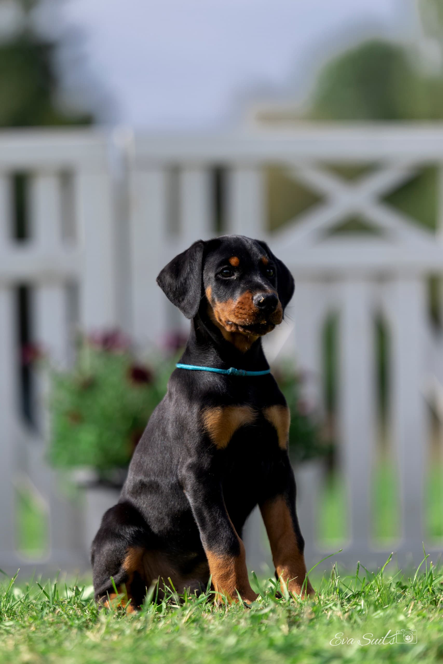 Allegro A Priori – Dobermann puppy
