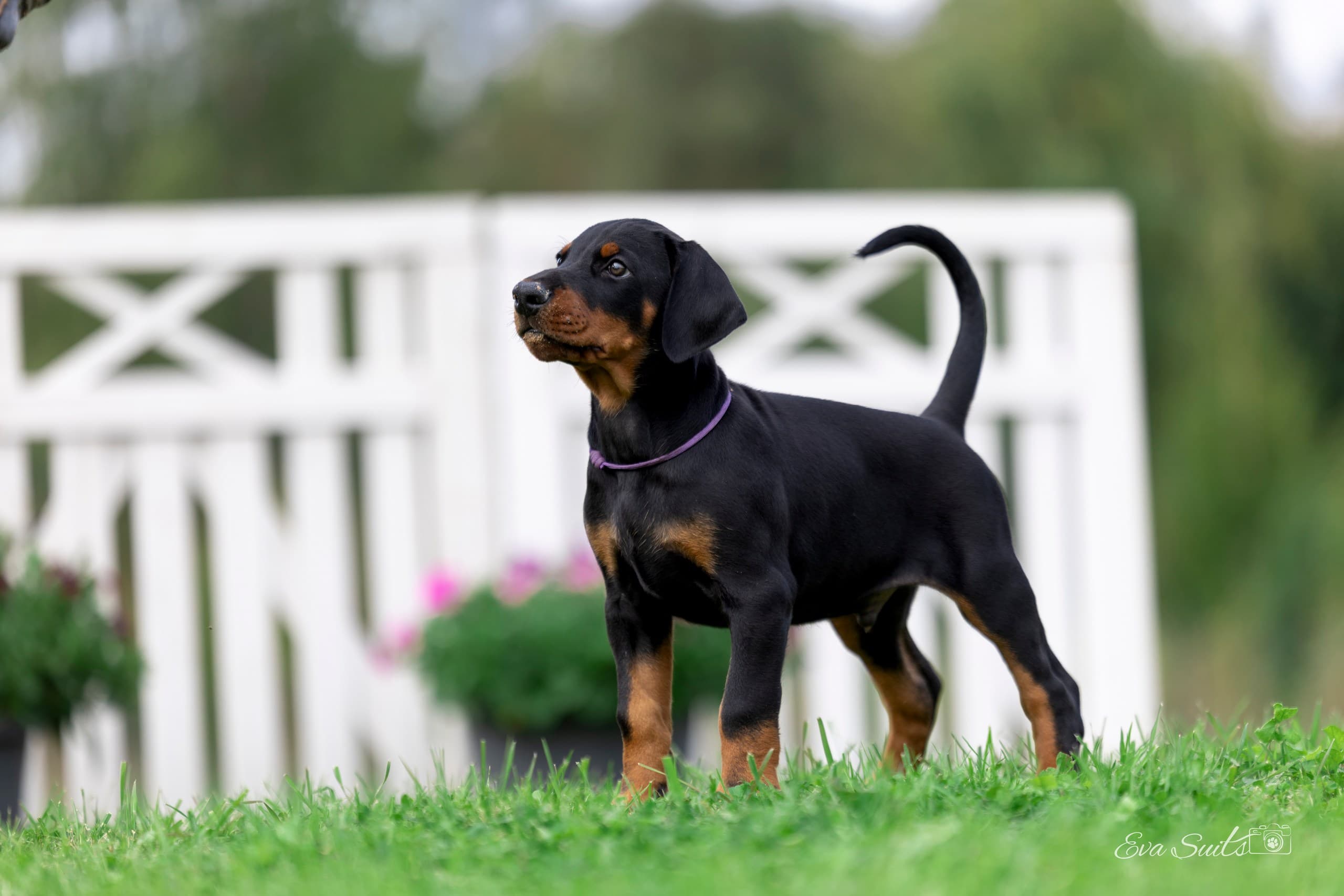 Armageddons Hope – Dobermann puppy, photo 1