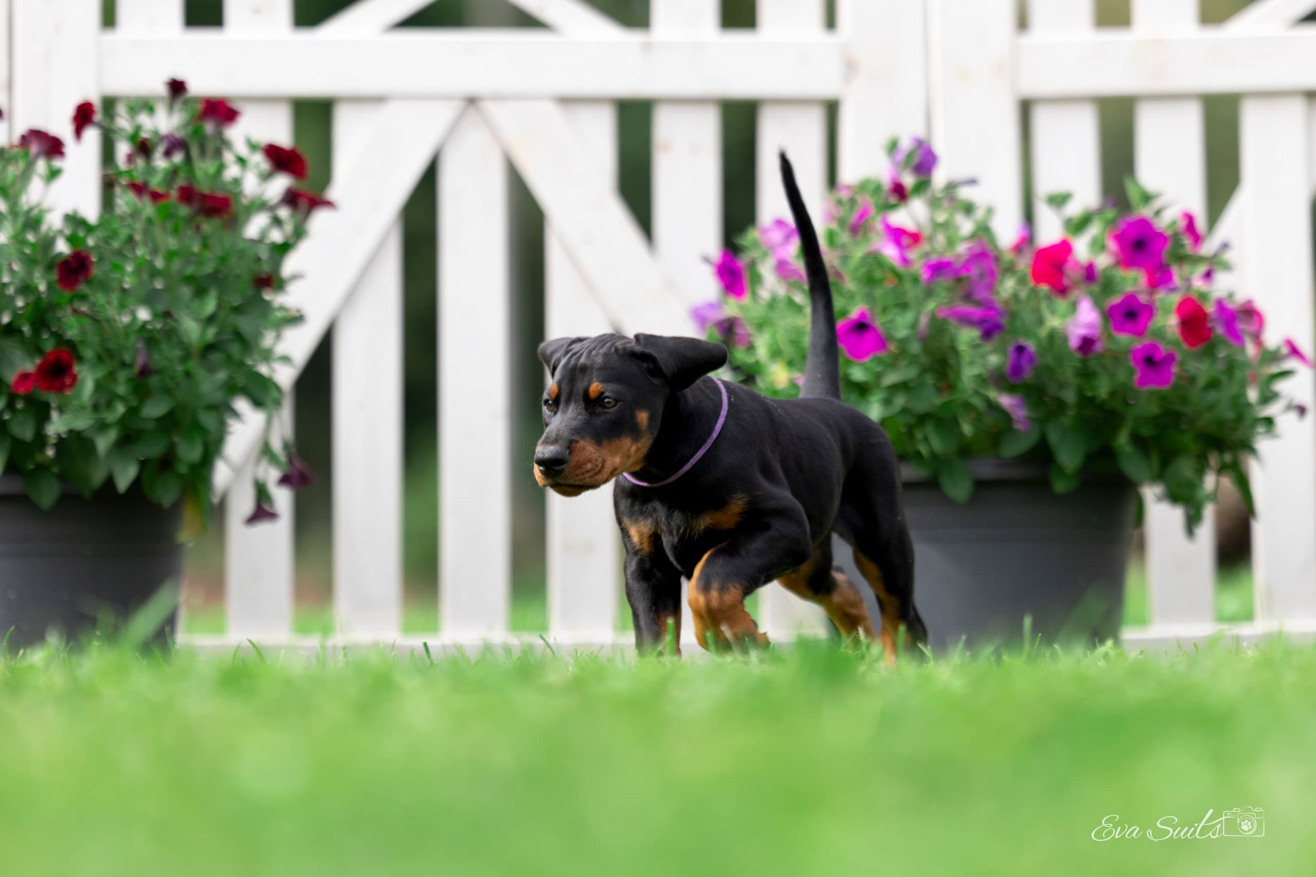 Dobdog Elegance Armageddons Hope