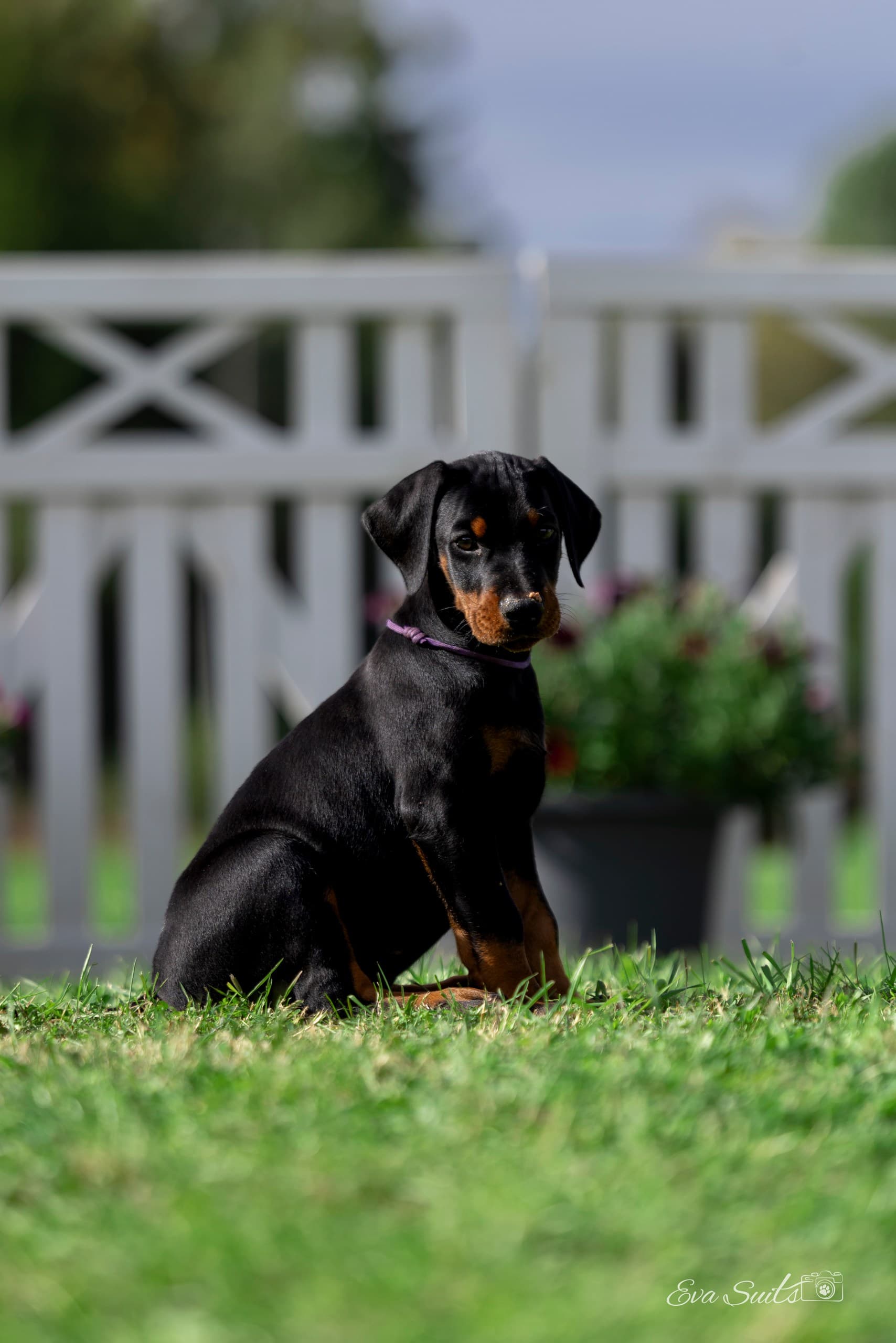 Armageddons Hope – Dobermann puppy, photo 2